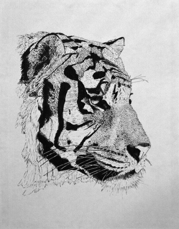 Head of a tiger drawn in ink